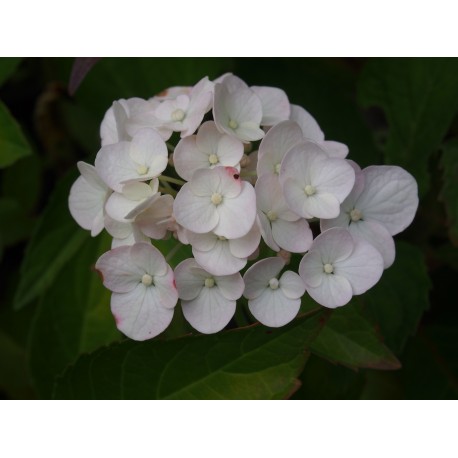 Hydrangea macrophylla 'Me Emile Mouillère'