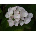 Hydrangea macrophylla 'Me Emile Mouillère'