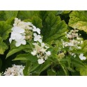 Hydrangea paniculata 'Levana'®