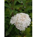 Hydrangea paniculata 'Phantom'