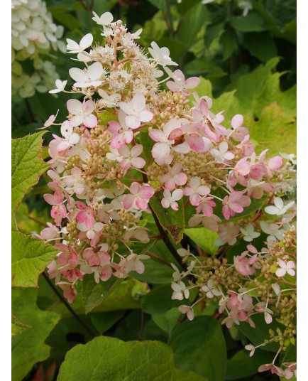 Hydrangea paniculata 'Pink Diamond'