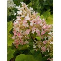 Hydrangea paniculata 'Pink Diamond'