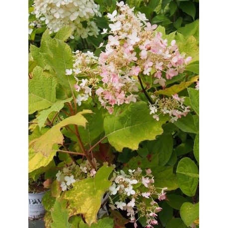 Hydrangea quercifolia 'Snow Queen'®