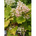 Hydrangea quercifolia 'Snow Queen'®