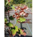 Hydrangea quercifolia 'Sikes Dwarf'