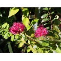 Spiraea japonica 'Double Play Doozie'