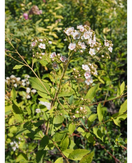 Spiraea fontenaysii x