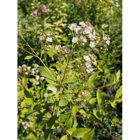 Spiraea fontenaysii x