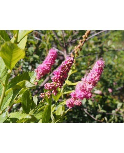 Spiraea velutina