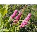 Spiraea velutina