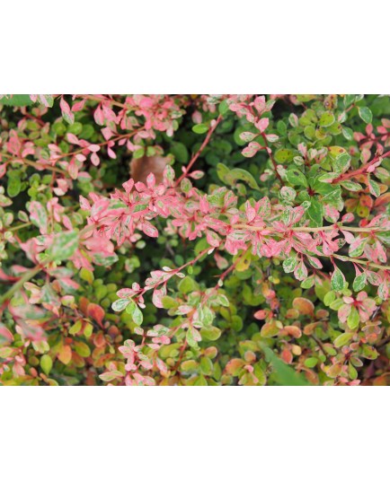 Berberis thunbergii 'Natasza' ®