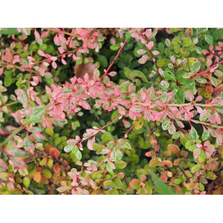 Berberis thunbergii 'Natasza' ®