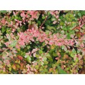 Berberis thunbergii 'Natasza' ®