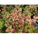 Berberis thunbergii 'Natasza' ®