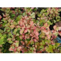 Berberis thunbergii 'Natasza' ®