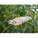 Buddleja davidii 'Nanho White' - Arbre à papillons