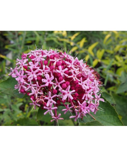 Clerodendrum bungei