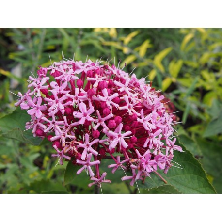 Clerodendrum bungei