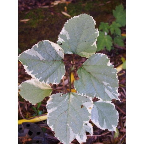 Clerodendrum bungei 'Pink Diamond' ®