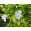 Hibiscus syriacus 'Diana' - althéa