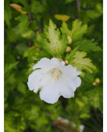 Hibiscus syriacus 'Diana' - althéa