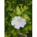 Hibiscus syriacus 'Diana' - althéa