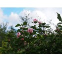 Hibiscus syriacus 'Hamabo' -altheas, ketmies