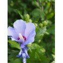 Hibiscus syriacus 'Marina' - ketmie