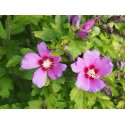 Hibiscus syriacus 'Russian Violet'® - ketmie, althea