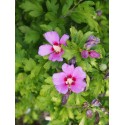 Hibiscus syriacus 'Russian Violet'® - ketmie, althea