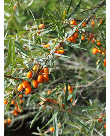 Hippophae rhamnoides 'Rockorange' - Argousier