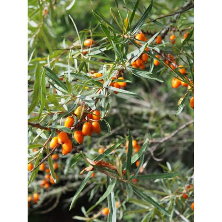 Hippophae rhamnoides 'Rockorange' - Argousier
