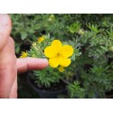 Potentilla fruticosa 'Goldfinger' - potentille arbustive naine