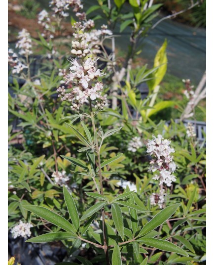 Vitex 'Silver Spire'