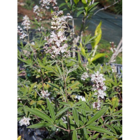 Vitex 'Silver Spire'