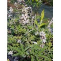 Vitex 'Silver Spire'