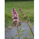 Vitex agnus castus 'Pink Pinnacle'®