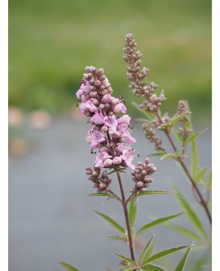 Vitex agnus castus 'Pink Pinnacle'®