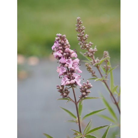 Vitex agnus castus 'Pink Pinnacle'®