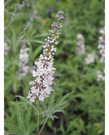 Vitex agnus castus 'Santamaria'