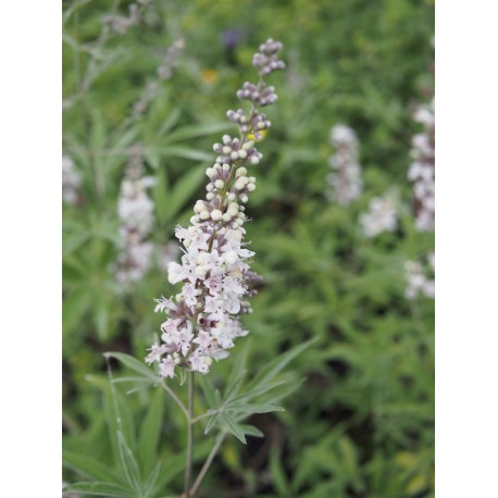 Vitex agnus castus 'Santamaria'