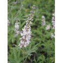 Vitex agnus castus 'Santamaria'