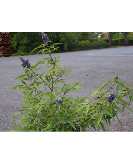 Vitex agnus castus 'Blue Puffball' ®