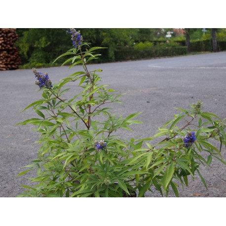 Vitex agnus castus 'Blue Puffball' ®