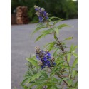 Vitex agnus castus 'Blue Puffball' ®