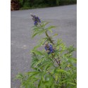 Vitex agnus castus 'Blue Puffball' ®