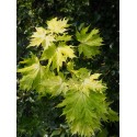 Acer platanoides 'Doré de la Presle'