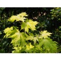 Acer platanoides 'Doré de la Presle'