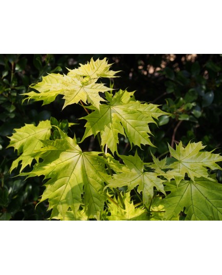 Acer platanoides 'Doré de la Presle'