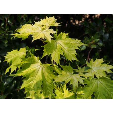 Acer platanoides 'Doré de la Presle'